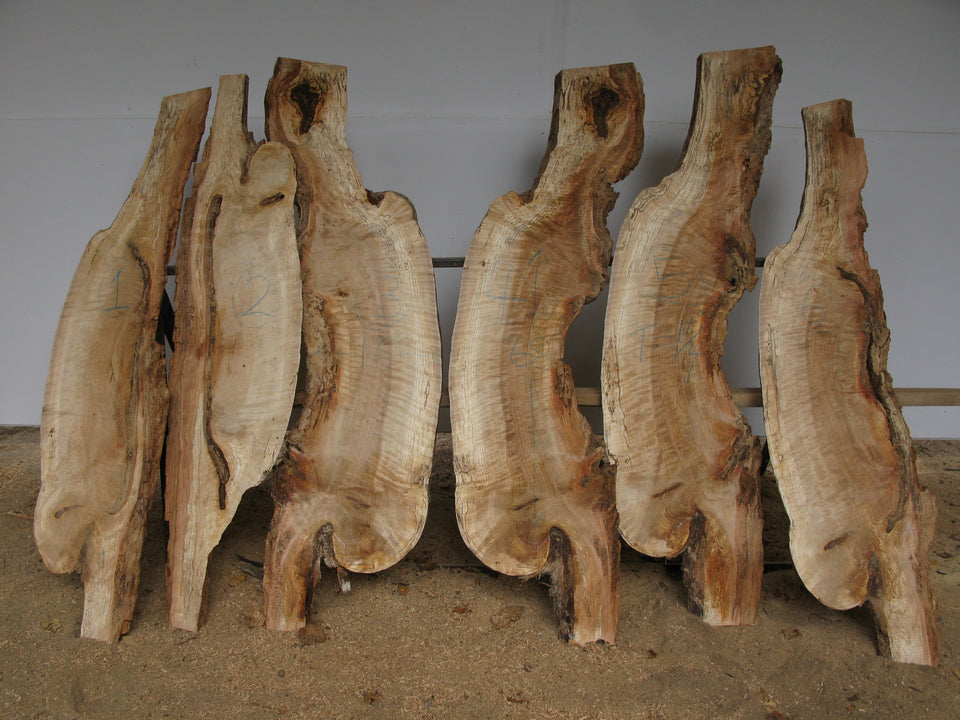 Yellow Birch Burl Slices - Each Approximately 1.25" x 16" x 68"